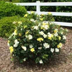 Sunny Knock Out® Rose 13 Sunny Knock Out® Rose -Green Plant Store Sunny knockout rose Shrub 1 FGT