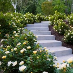 Sunny Knock Out® Rose 11 Sunny Knock Out® Rose -Green Plant Store Sunny knockout rose Shrub 7 FGT