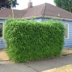 Sunset Glow Bamboo 7 Sunset Glow Bamboo -Green Plant Store Sunset Glow Bamboo 2 450w