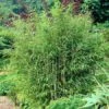 Sunset Glow Bamboo -Green Plant Store Sunset Glow Bamboo 3 450w