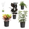 Sunset Hues House Plant Kit -Green Plant Store Sunset Hues 600x600 09c4e47d f0fa 4e6c 8fd4 ef6a6b279a0c