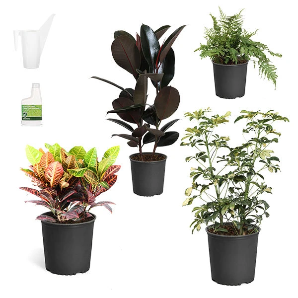 Sunset Hues House Plant Kit 3 Sunset Hues House Plant Kit
