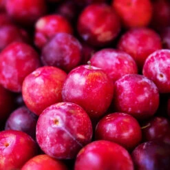 Superior Plum Tree -Green Plant Store Superior Plum 3