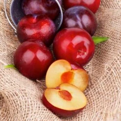 Superior Plum Tree -Green Plant Store Superior Plum 4