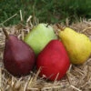 3-in-1 Pear Surprise Tree 1 3-in-1 Pear Surprise Tree -Green Plant Store Suprise Pear 600x600 72e77b94 c6a5 41aa a4ab ff50c142a903