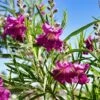 Sweet Bubba Seedless Desert Willow -Green Plant Store Sweet Bubba Jone Desert Willow 600x600 b2ee98ad 23d7 42c3 8aa7 c185cae48d1f