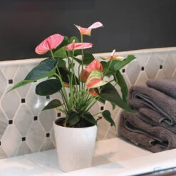 Pink Anthurium -Green Plant Store Sweet Dream Pink Anthurium 2