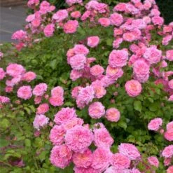 Sweet Drift® Rose 7 Sweet Drift® Rose -Green Plant Store Sweet Drift Rose 1