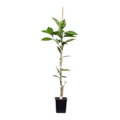 Tangelo Tree 12 Tangelo Tree -Green Plant Store TAN TRE 12 1QT