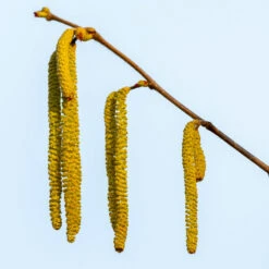 Theta Filbert Hazelnut -Green Plant Store THeta FIlbert Hazelnut 3