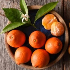 Tangelo Tree 11 Tangelo Tree -Green Plant Store Tangelo 1 FGT