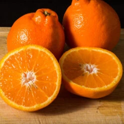 Tangelo Tree 13 Tangelo Tree -Green Plant Store Tangelo 3 FGT