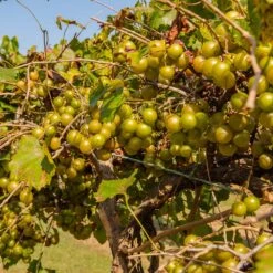 Tara Scuppernong Grape -Green Plant Store Tara muscadine Grapes 1