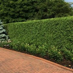 'Techny' Cold Hardy Thuja Tree -Green Plant Store Techny Thuja 2