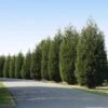 'Techny' Cold Hardy Thuja Tree 2 'Techny' Cold Hardy Thuja Tree -Green Plant Store Techny Thuja 600x600 1cd3e632 9e45 4859 8915 61aad741ad2b