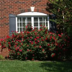 The Grand Champion™ Rose -Green Plant Store The Grand Champion Rose 1