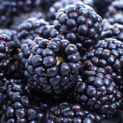 Thornless Blackberry -Green Plant Store Thornless Blackberry 1