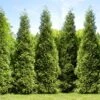 Junior Giant Thuja Tree 1 Junior Giant Thuja Tree -Green Plant Store Thuja Junior Giant FGT