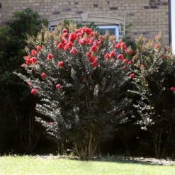 Thunderstruck™ Coral Boom™ Crape Myrtle Tree -Green Plant Store Thunderstruck Coral Bloom 2