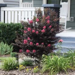 Thunderstruck™ Coral Boom™ Crape Myrtle Tree -Green Plant Store Thunderstruck Coral Bloom 6