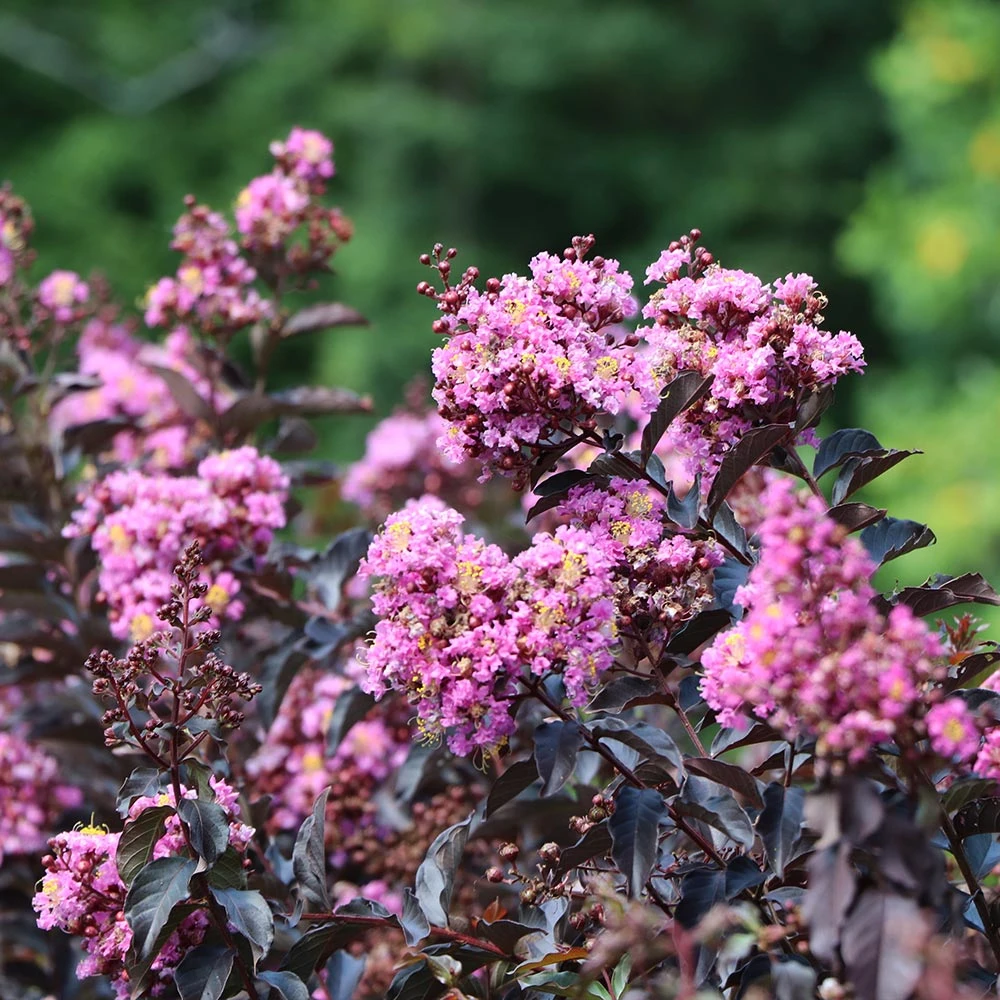 Thunderstruck™ Lavender Blast™ Crape Myrtle Tree 5 Thunderstruck™ Lavender Blast™ Crape Myrtle Tree - Image 3