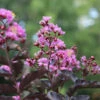 Thunderstruck™ Lavender Blast™ Crape Myrtle Tree 1 Thunderstruck™ Lavender Blast™ Crape Myrtle Tree -Green Plant Store Thunderstruck Lavender Blast 600x600 81d57003 73b0 45d7 97c0 81ead196b77d