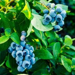 Tifblue Blueberry - USDA Organic 11 Tifblue Blueberry - USDA Organic -Green Plant Store TifBlue Blueberry 1 4abf087f 55f9 47be 9859 69b1a07bf8d8