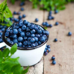 Tifblue Blueberry - USDA Organic 10 Tifblue Blueberry - USDA Organic -Green Plant Store TifBlue Blueberry 4 f2beb1e2 091c 46f4 93c6 41d9dfe3f5d4