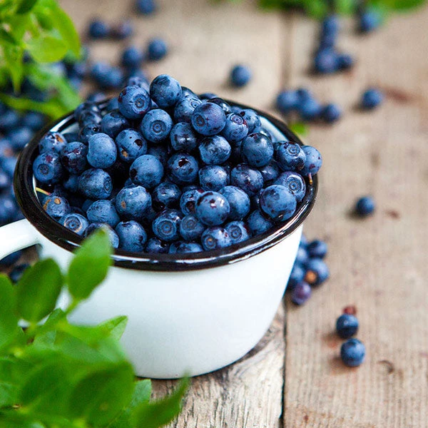 Tifblue Blueberry - USDA Organic 3 Tifblue Blueberry - USDA Organic