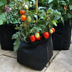 Patio Tomato Garden -Green Plant Store Tomato Garden kit 1