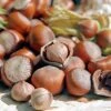 Tonda Di Giffoni Filbert -Green Plant Store Tonda Hazelnuts 400