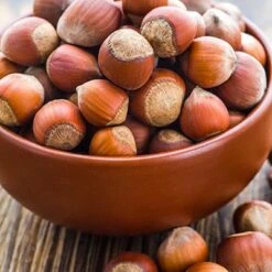 Tonda Di Giffoni Filbert -Green Plant Store Tonda Hazelnuts 400 2