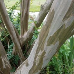 Tonto Crape Myrtle Tree -Green Plant Store Tonto Crape Myrtle