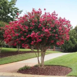 Tonto Crape Myrtle Tree -Green Plant Store Tonto Crape Myrtle 2