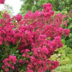 Tonto Crape Myrtle Tree -Green Plant Store Tonto Crape Myrtle 5 FGT