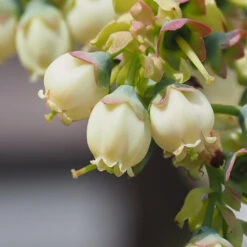 Top Hat Blueberry Bush -Green Plant Store TopHat BLueberry 3