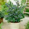 Top Hat Blueberry Bush 1 Top Hat Blueberry Bush -Green Plant Store Tophat BLueberry FGT 600x600 a5719f76 8f23 4e54 96ff 2e9680dd339f