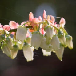 Toro Blueberry Bush - USDA Organic -Green Plant Store Toro Blueberry 3 1cbc3ceb 6262 43bb 917a 490851827d67
