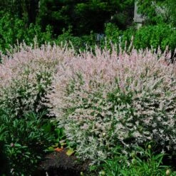 Tri-Color Dappled Willow -Green Plant Store Tri Color Willow Shrub 2