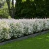 Tri-Color Dappled Willow -Green Plant Store Tri Color Willow Shrub FGT 600x600 6c76171f 7ee9 45e4 9869 672ee22b653c
