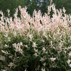 Tri-Color Dappled Willow -Green Plant Store Tri color Willow 1 FGT