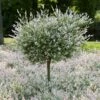 Tri-Color Willow Tree 2 Tri-Color Willow Tree -Green Plant Store Tri color Willow Tree 600x600 FGT