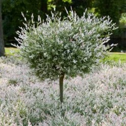 Tri-Color Dappled Willow -Green Plant Store Tri color Willow Tree 7 8c2e9f4b 8b40 4a21 a964 cb707edd1954