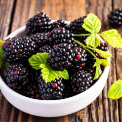 Triple Crown Blackberry Plant - USDA Organic -Green Plant Store Triple Crown Blackberry 2 f4c1707d 0278 4583 832b 171127df1ba2