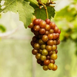 Triumph Muscadine Grapes -Green Plant Store Triumph Muscadine 1
