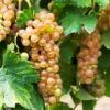 Triumph Muscadine Grapes 2 Triumph Muscadine Grapes -Green Plant Store Triumph Muscadine FGT 600x600 cfbb23d6 9d48 48f7 8c6d 1ded3a7ff912