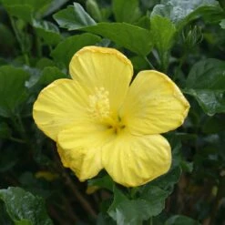 Yellow Tropical Hibiscus Tree -Green Plant Store Tropical Hibiscus Yellow 3