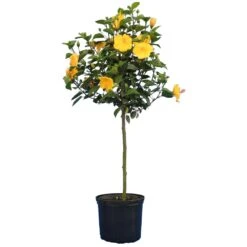 Yellow Tropical Hibiscus Tree -Green Plant Store Tropical Hibiscus Yellow 4