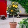 Yellow Tropical Hibiscus Tree 1 Yellow Tropical Hibiscus Tree -Green Plant Store Tropical Hibiscus Yellow FGT 600x600 fc3eae3c 4fde 45b0 8545 fdf2d03ffcb8
