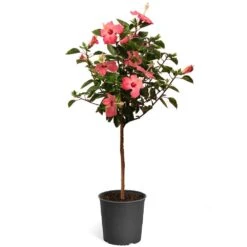 Pink Tropical Hibiscus Tree 11 Pink Tropical Hibiscus Tree -Green Plant Store Tropical Pink Hibiscus 2